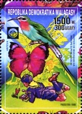 Olive Bee-eater (Merops superciliosus), recording bird calls
