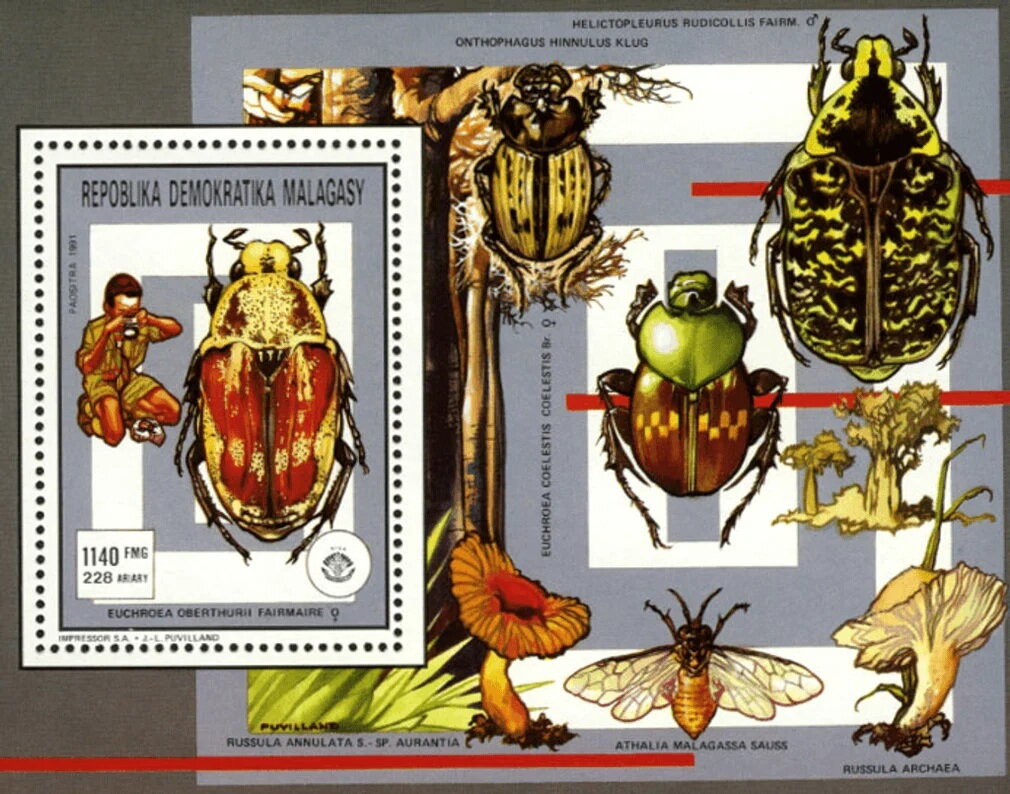 Flower Chafer (Euchroea oberthurii)