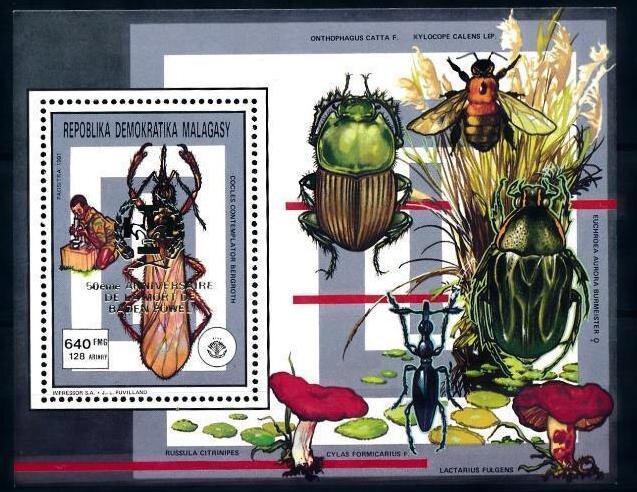 Long-Nec Stink Bug (Cocles contemplator)