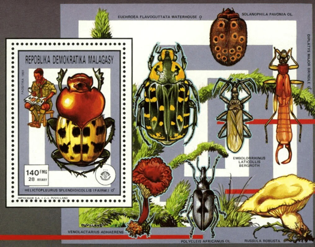 Splendid-necked Dung Beetle (Helictopleurus splendidicollis)