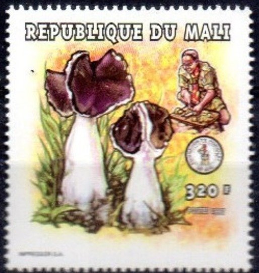 Helvella monachella