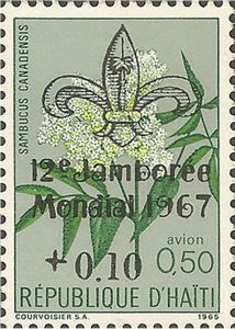 Sambucus canadensis — 0,50+0,10 air