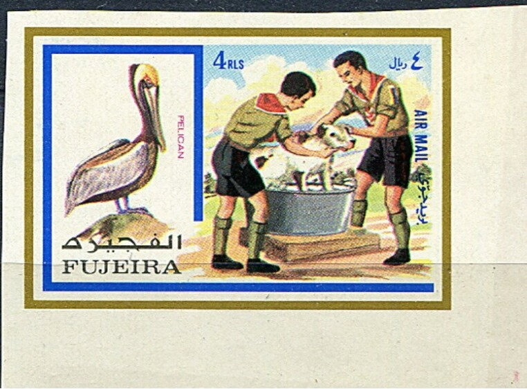 Brown pelican and Scouts bathing a dog