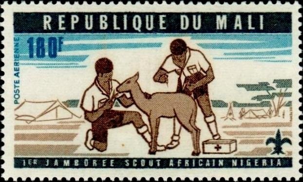 Scouts treating an animal