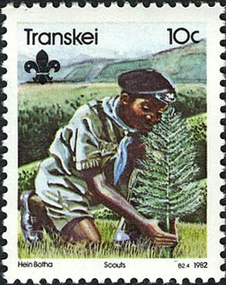 Planting tree