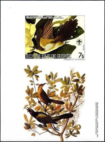 Black-billed Cuckoo (Coccyzus erythropthalmus)