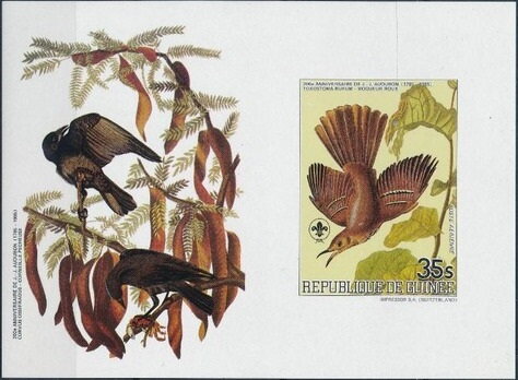 Brown Thrasher (Toxostoma rufum)