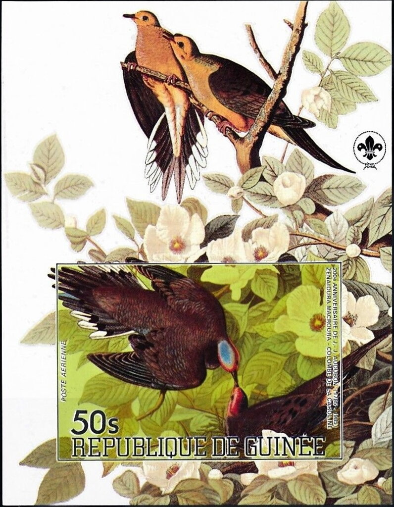 Mourning Dove (Zenaida macroura)