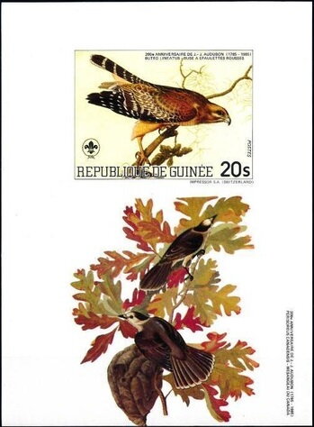 Red-shouldered Hawk (Buteo lineatus)