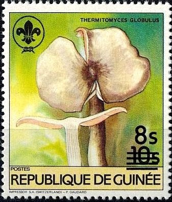 Thermitomyces globulus