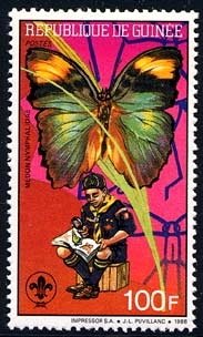 Widespread Forester (Euphaedra medon)