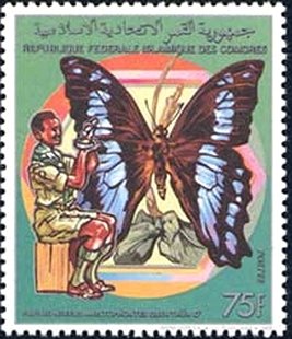 Green-banded Swallowtail (Papilio nireus) - Male