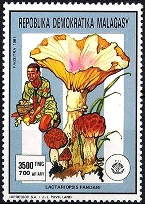 Lactariopsis pandani
