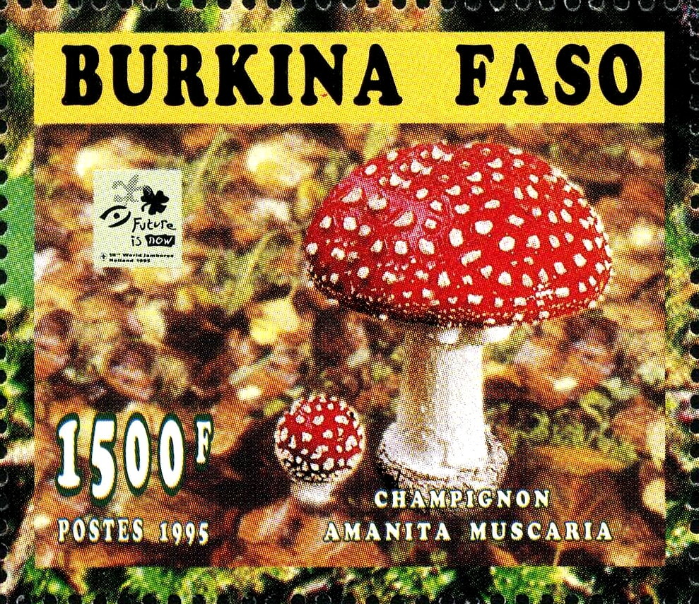 Amanita muscaria
