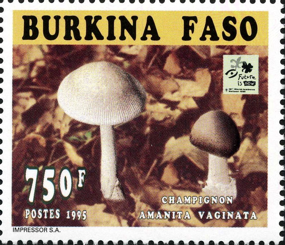 Amanita vaginata