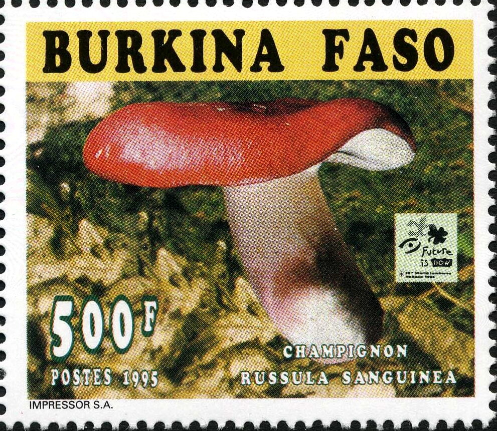 Russula sanguinea