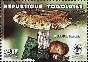 Russula foetens