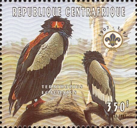 Bateleur (Terathopius ecaudatus)