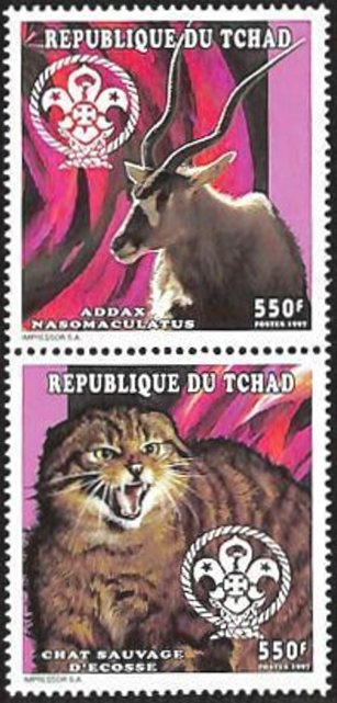 Wildcat and Addax nasomaculatus