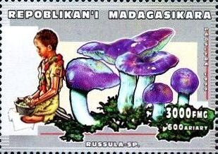 Russula sp.