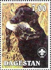 Black Labrador Retriever