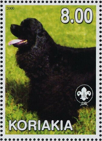 American Cocker Spaniel