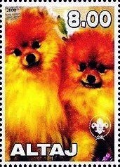 Dogs - Pomeranian