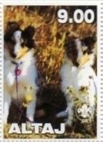 Dogs - Shetland Sheepdog
