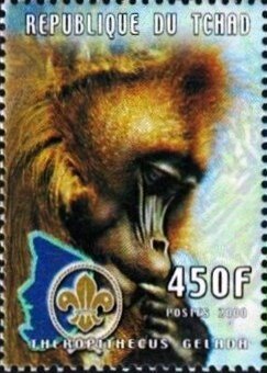 Gelada (Theropithecus gelada)