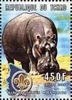Hippopotamus (Hippopotamus amphibius)