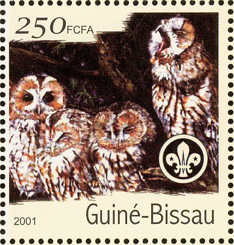 Tawny Owl (Strix aluco)