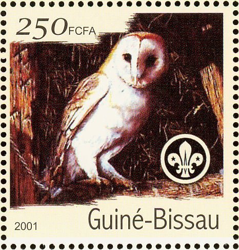 Western Barn Owl (Tyto alba)