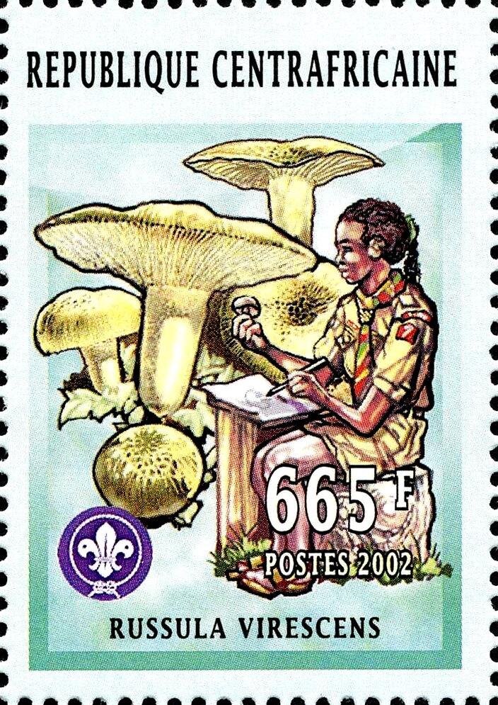 Russula virescens.