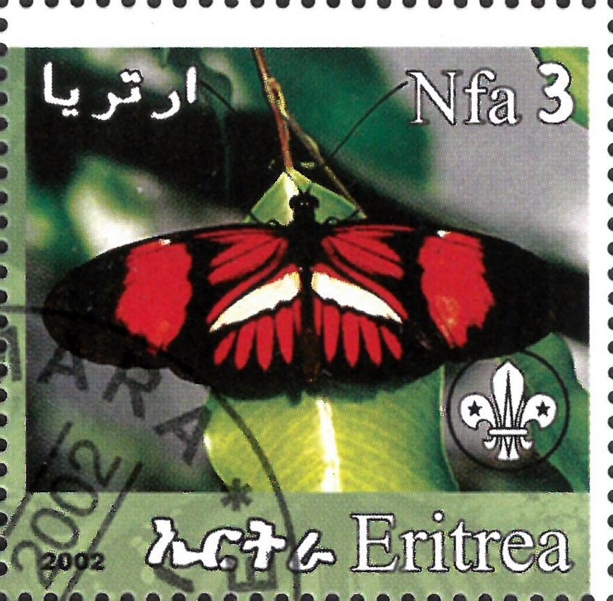 Butterfly