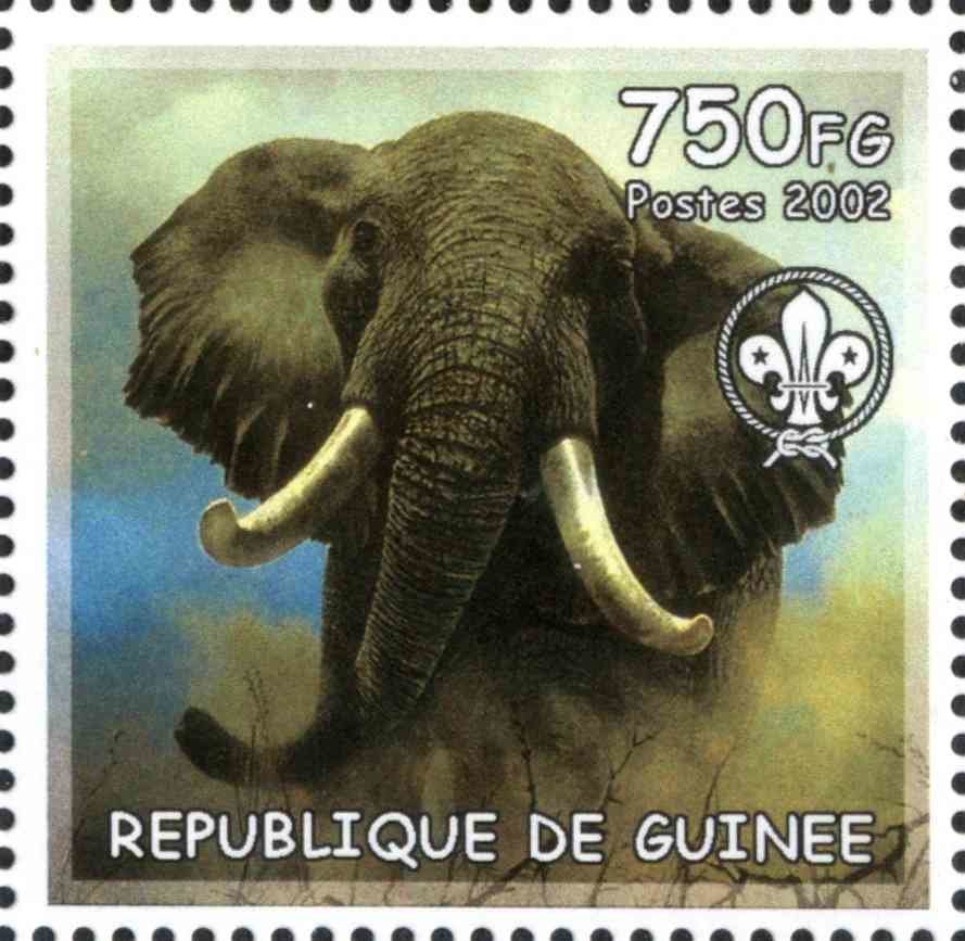 Elephant