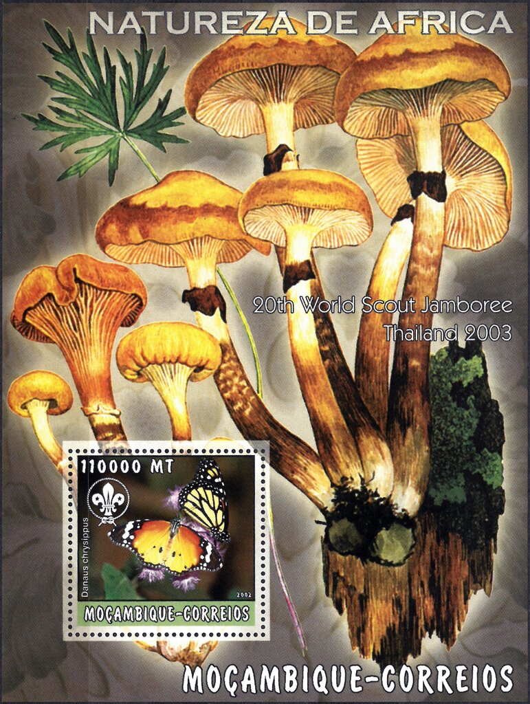 Nature of Africa Mushrooms and Butterflies