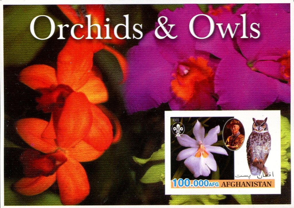 Orchids & Owls