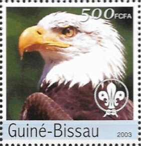 Bald Eagle (Haliaeetus leucocephalus)