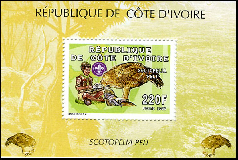 Pel's Fishing Owl (Scotopelia peli)