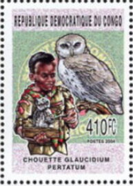 Scout and Glaucidium pertatum