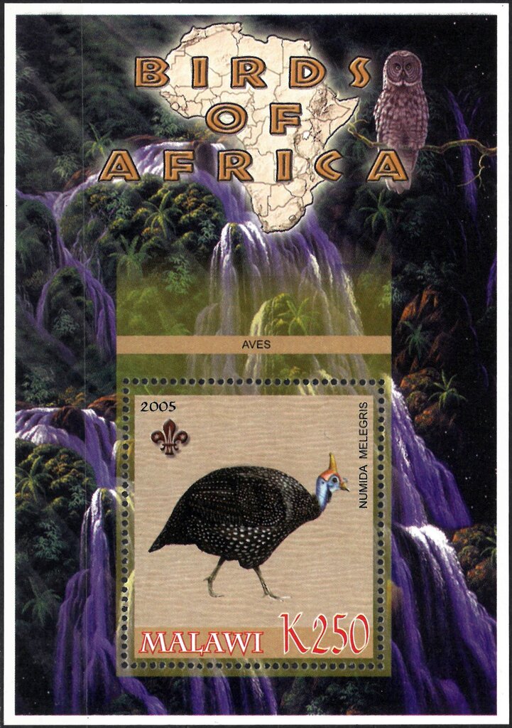 Birds of Africa