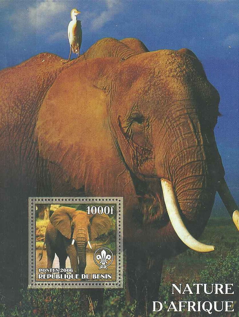 Nature of Africa Elephants