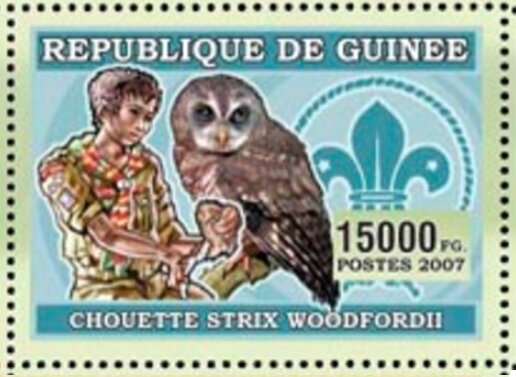 Scout, African Wood-Owl (Strix woodfordii)