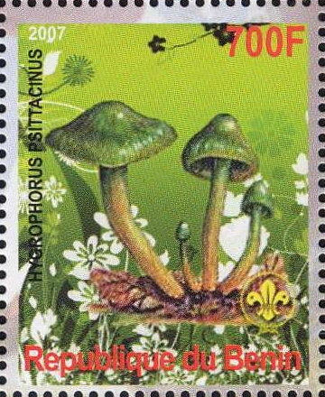Hygrophorus psittacinus