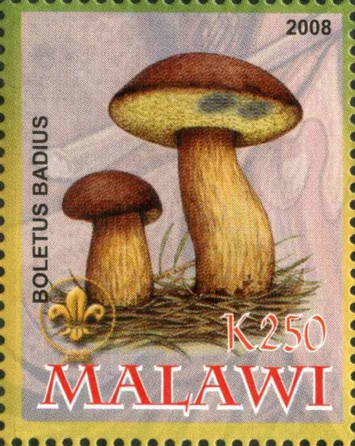 Boletus Badius
