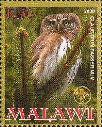 Owls