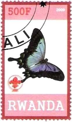 Butterfly