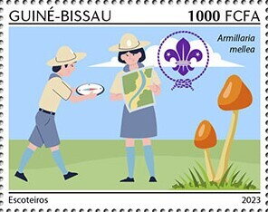 Scouts, Honey fungus (Armillaria mellea)